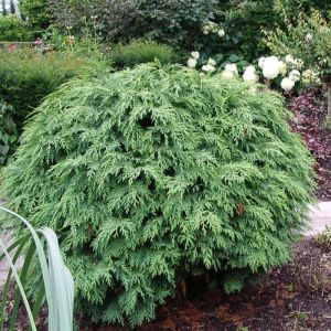 Chamaecyparis Lawsoniana Globosa