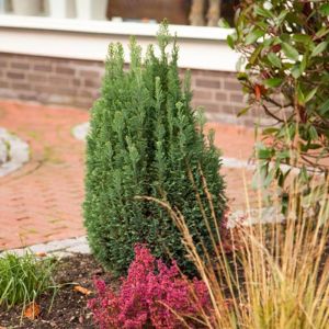 Chamaecyparis Lawsoniana Snow White
