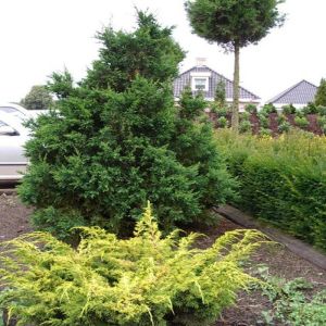 Chamaecyparis Obtusa Draht Groot