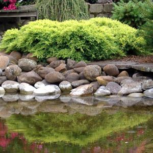 Juniperus Pfitzeriana Gold Coast