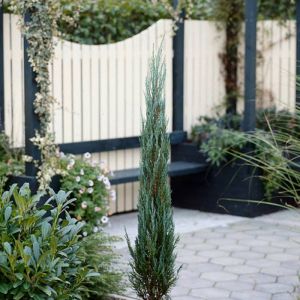 Juniperus Blue Arrow 24 cm