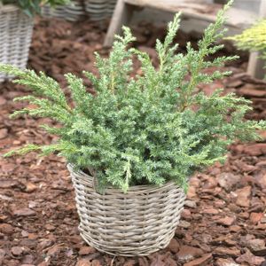 Juniperus Blue Swede 9 cm pot