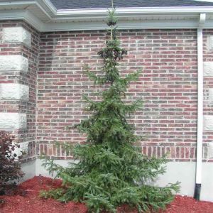Kerstboom Picea Omorika