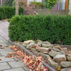 Taxus Media Densiformis