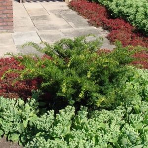 Taxus Media Farmen Venijnboom