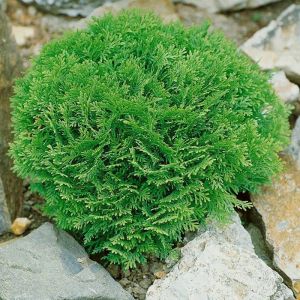 Thuja Occidentalis Danica Levensboom