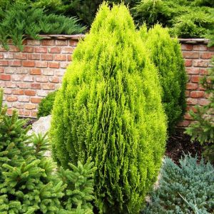 Thuja Orientalis Aurea Nana Levensboom