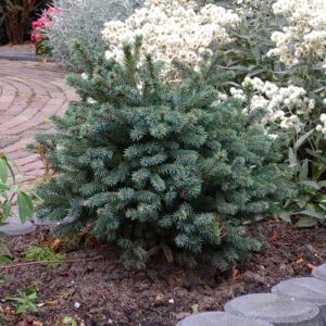 Picea Glauca Echiniformis
