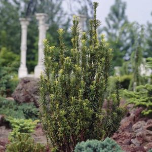Taxus baccata Festigiata Venijnboom 9 cm