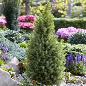 Picea glauca Perfecta 9 cm pot
