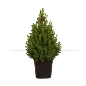 Kerstboom Picea Conica