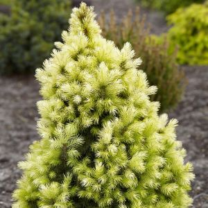 Picea Glauca Daisy's White 9 cm pot