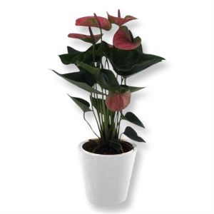 Anthurium Pink 12 cm